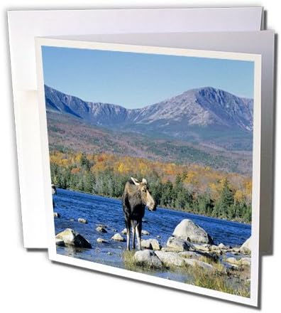 Дивата природа на краве лосове, планина Катадин, Бакстър, щата Мейн Поздравителна картичка, 6 x 6 инча, единичен (gc_90643_5)