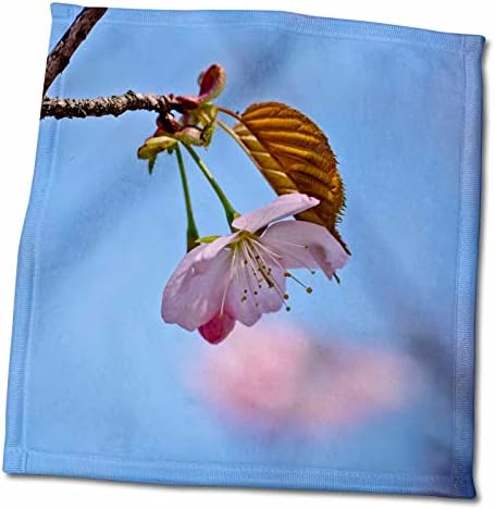 3подросток Прекрасна сакуры, черешовите в цвета на синьото небе. Пролет в градината - Кърпи (twl-286634-3)